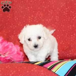 Sunflower, Bichon Frise Puppy